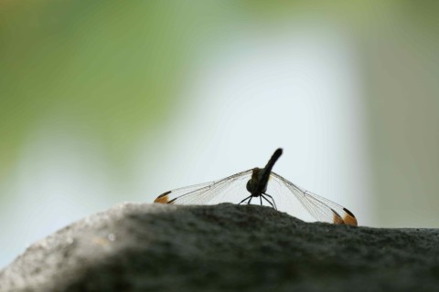 メイク・ア・ウィッシュ オブ ジャパン札幌支部主催　　　　　　　　第１６回チャリティ・ラン＆ウォーク