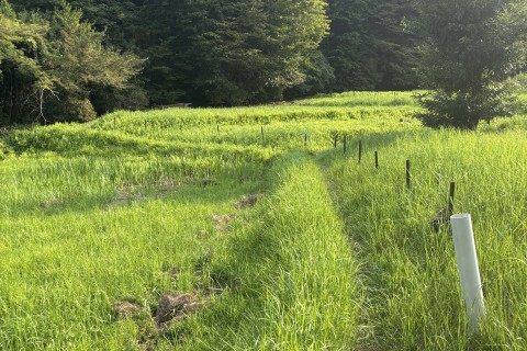 49&25 Trial Run (Backyard Style)