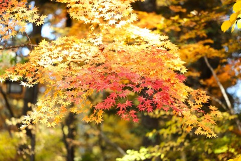 2025小海町紅葉ウォーク 〜豆知識も楽しむウォーキング〜