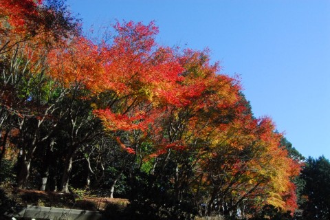 両河内 秋のRUN祭り