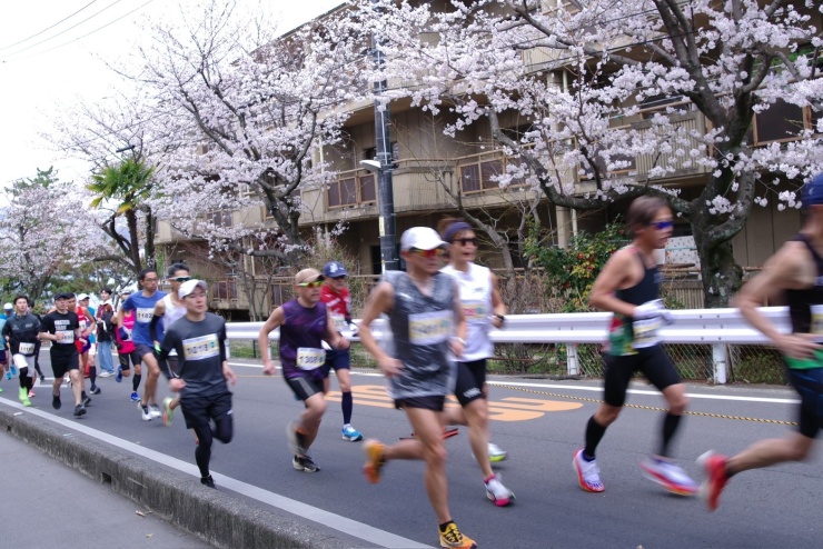 桜並木を走るランナー