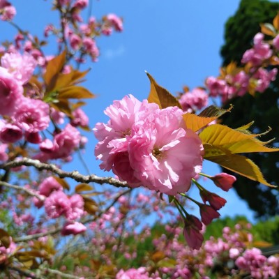 ゆうこりん２０２さん