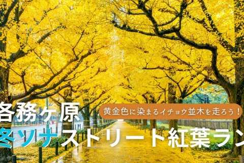 黄金色に染まるイチョウ並木を走ろう！ 各務ヶ原・冬ソナストリート紅葉ラン