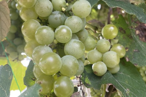 白石ちょこっとマラニック