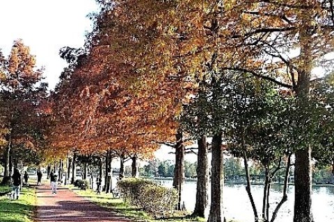 みさと公園のメタセコイア《Ｃリーグ》　８ｋｍ　団体歩行