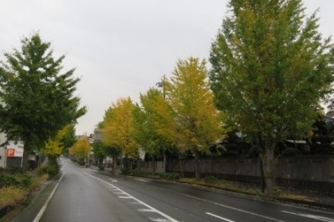 常盤平の紅葉　７ｋｍ　自由歩行