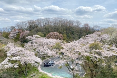 IKOMA Nature Trail 2026(45ｋｍ)