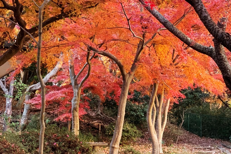 足つぼデトックスハイキング - 紅葉の鎌倉を歩いて学ぶ、「足つぼセルフケア講座」
