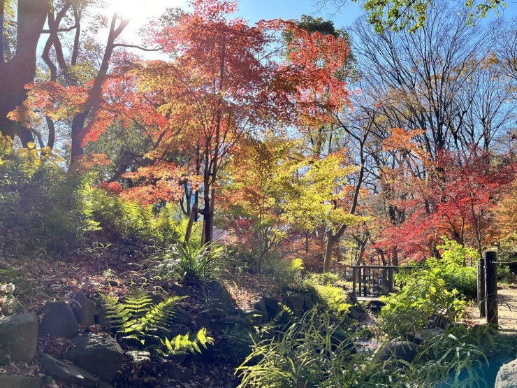 【芝公園】もみじ谷