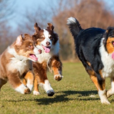 ドッグマラソンin高知