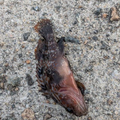 だんごちゃん06