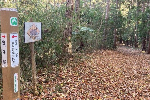 トレイル風景その1