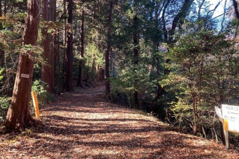 トレイル風景その3