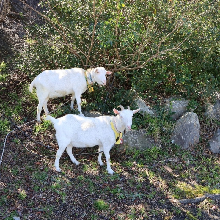 ヤギに出会えるかも？？