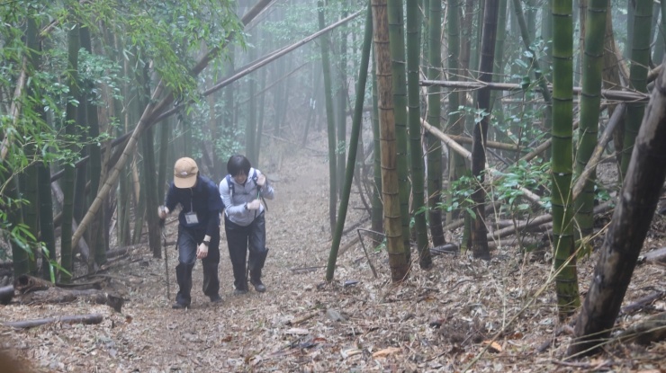 竹林を歩いている人