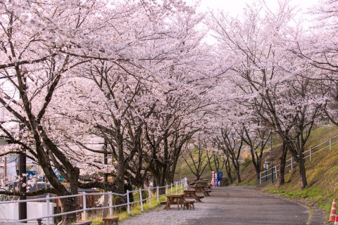 第6回さがみ湖さくらランinさがみ湖MORI MORI