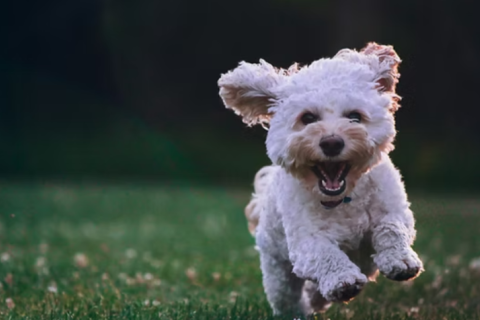 ドッグマラソンin高知