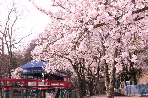 第6回さがみ湖さくらランinさがみ湖MORI MORI