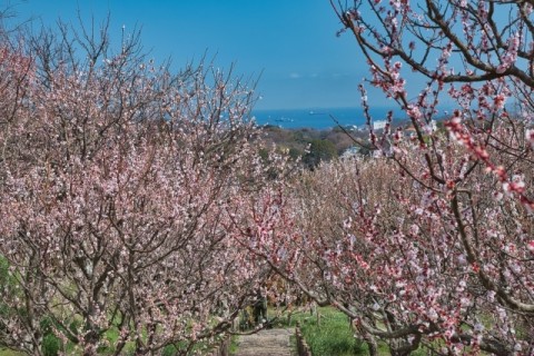 ゆる山あるき　田浦梅林