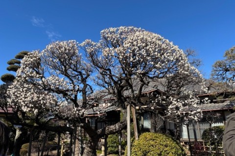 ランステ®：寒い時期もロングウォーク！ 2月「三茶から自然をめぐって日比谷まで」21キロ