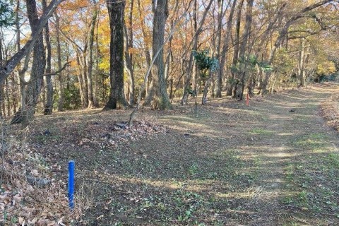 ハケの雑木林を上がって農道に入ったところ