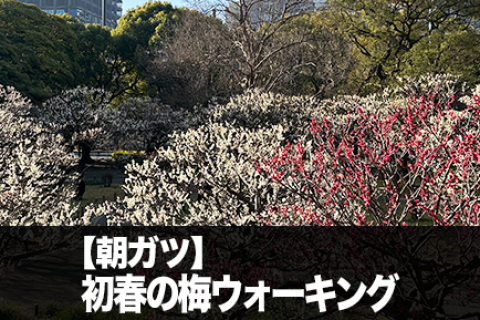 【朝ガツ】初春の梅ウォーキング｜初心者歓迎・ゆる散歩