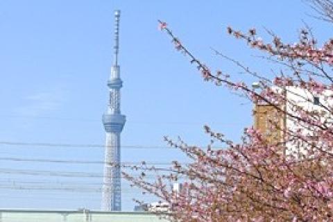 河津桜と七福神　８ｋｍ　団体歩行