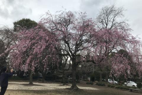 ランステ(R)：桜を求めてスポーツウォーキング 18キロ