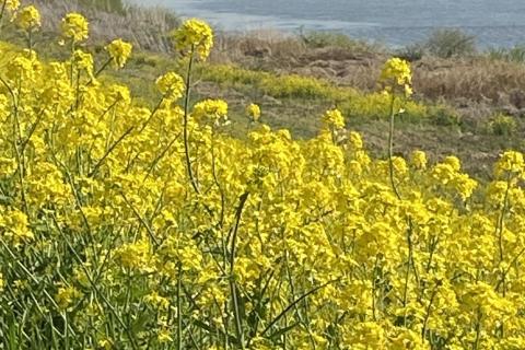 江戸川の菜の花2026　８ｋｍ　団体歩行