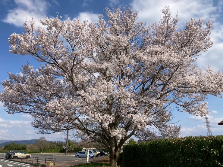 公園内桜
