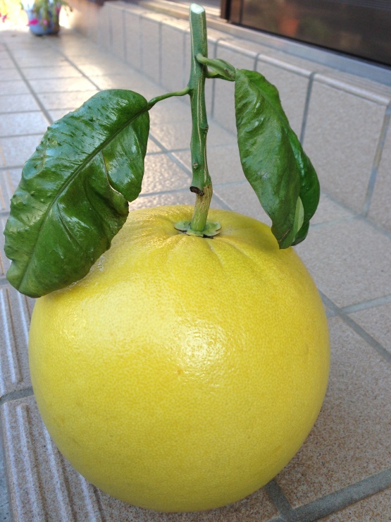 晩白柚（おみやげ）