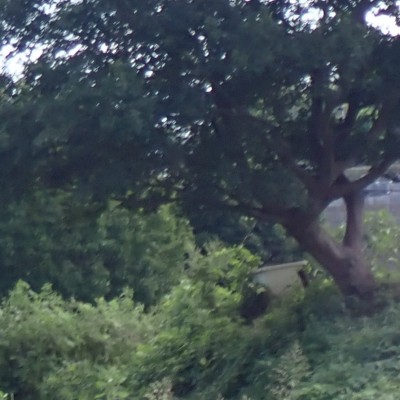 ゆっくりウォーク　横須賀水道みちをたどる（水源への道）