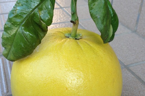 やつしろ味覚満喫RUN　～走って食べて健康に！～