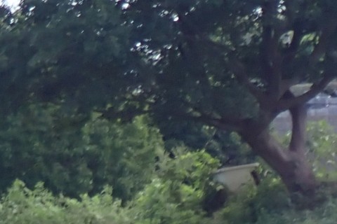 ゆっくりウォーク　横須賀水道みちをたどる（水源への道）