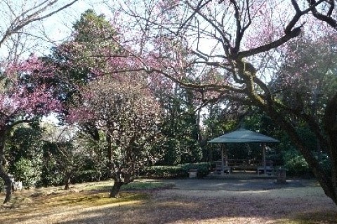 松戸戸定邸から梅の名所巡り　５／８ｋｍ 　団体歩行