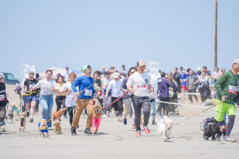 東京ビッグサイト ドッグマラソン
