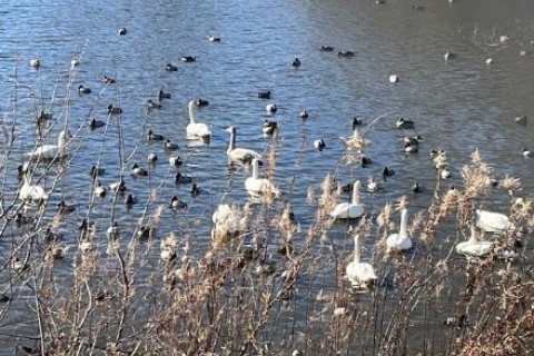 Ｃリーグ「西白井の白鳥ウオーク２０２６」 ７／１１ｋｍ 団体・途中より自由歩行