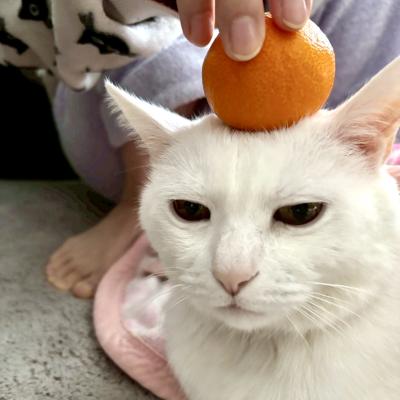 みゆにゃんさん