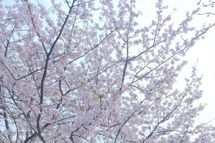 小倉南さくらランニング