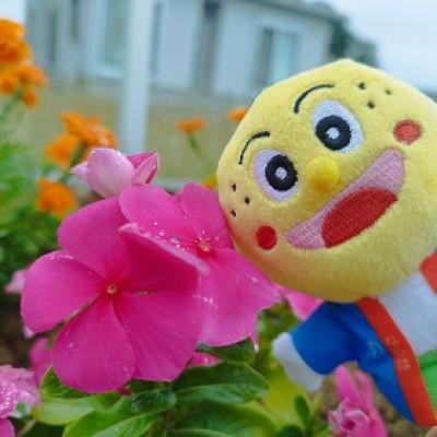 楢葉町和菓子らん11K