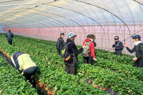 今年も開催！春⾵と⽢いいちごを味わう「いちご狩り散⾛2026 in⼟浦」