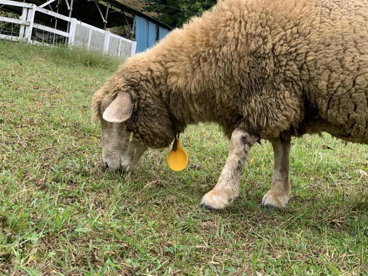 羊に会えるといいね！