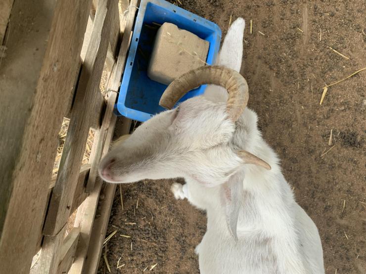 ヤギも元気に過ごしているかな？