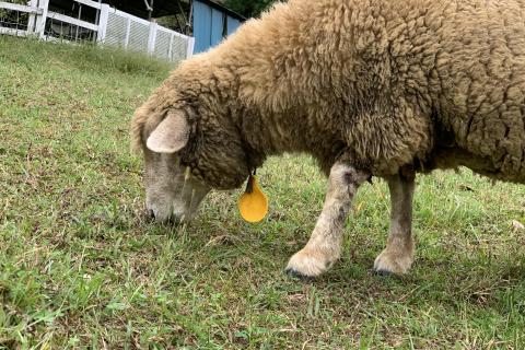 おとなとこどもでチャレンジ地図読みin秩父横瀬