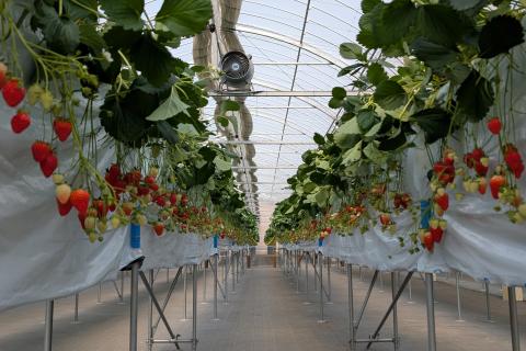 いちご狩りラン～頑張った自分にご褒美～