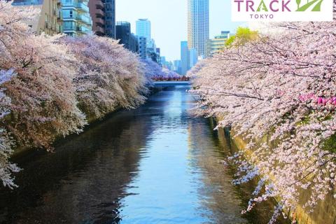 お花見RUN＠池上本門寺＆桜坂＆洗足池公園＆駒沢公園＆目黒川