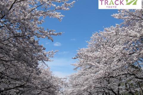 お花見RUN＠上野公園＆隅田公園