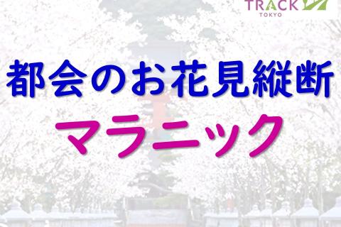 都会のお花見縦断マラニック