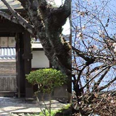 ◆春のウォーキング◆『京都人の密かな愉しみ Rouge-継承-』ロケ地巡り