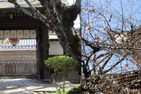 まちなか桜マラニック「京都人の密かな愉しみ」ロケ地巡り(集団走約24km)